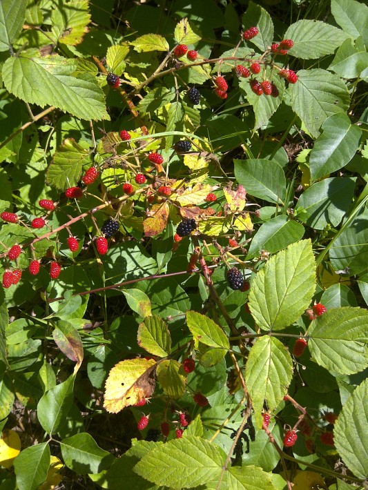 Juicy, mouth watering blackberries.