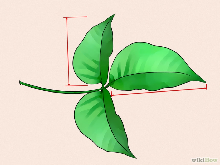 Identifying a cluster of 3 leaves. Image via Wiki How.
