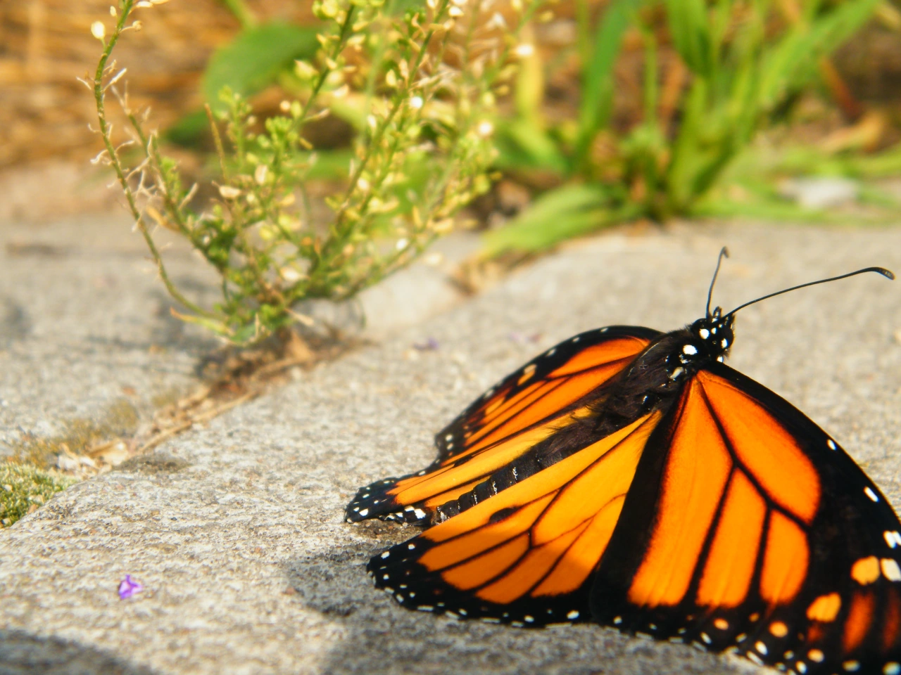 The Troubled Monarch Butterfly